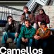 Camellos